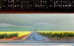 Dominus Estate 1983 | Wine.com
