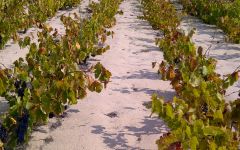 Pala Sand and Roots at Pala Winery Image