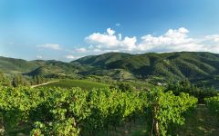 Ruffino Montemasso Vineyards Winery Image