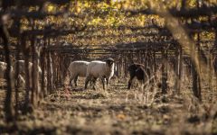 Bonterra Winery Image