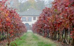 Cleto Chiarli Vines in Fall Winery Image