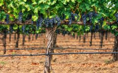 TOR Gnarled Old Vines Winery Image