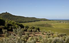 Tenuta Guado al Tasso Winery Image