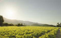 Bella Union by Far Niente Bella Union Vineyard Winery Image