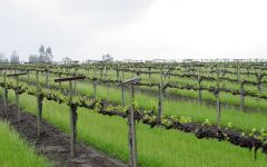 Dutton-Goldfield Mill Station Vineyard Winery Image