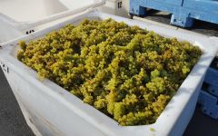 Kumeu River Harvest  Winery Image