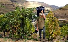 Maynard's Maynard's Harvest Winery Image