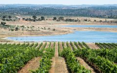 Herdade Do Esporao Vineyard with Reservoir Winery Image