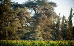 Chateau Martinet Winery Image