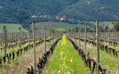 Clos Apalta 2013 | Wine.com