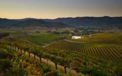 St. Supery Estate Vineyard & Winery St. Supery Dollarhide Estate Vineyard Winery Image