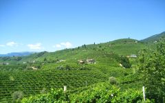 Nino Franco Nino Franco Vineyard Winery Image