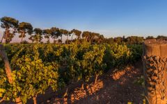 Castello Monaci Winery Image