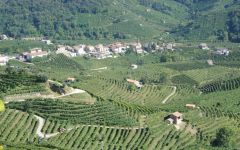 Mionetto Valdobbiadene Vineyards Winery Image