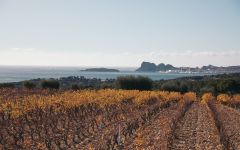 Bieler  Winery Image