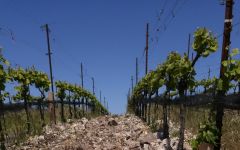 The Hilt  The Hilt Estate Rocky Soils Winery Image