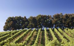 Terras Gauda  Winery Image