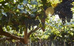 Casarena Casarena Vineyards Winery Image