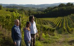Marco Felluga Winery Image