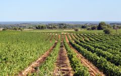 Jadix Jadix Picpoul de Pinet Vineyard Winery Image