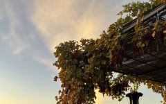 Grand Napa Vineyards Sunset at Grand Napa Vineyards Winery Image