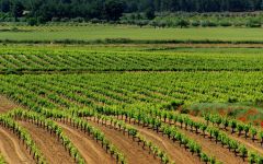 Bodega El Angosto  Winery Image