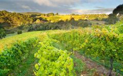 d'Arenberg Adelaide Hills Winery Image