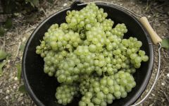 Laurent-Perrier Grapes Winery Image