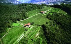 Ferrari Winery Image