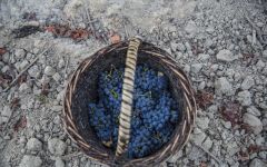 Los Vascos Los Vascos Grapes Winery Image
