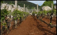Cantina Gabriele  Winery Image