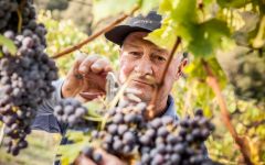 Pertinace Pertinace Vines Winery Image