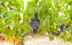 Clos Dalian  Winery Image