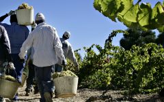 Llopart Winery Image