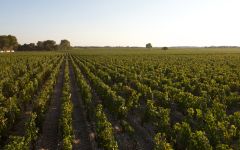Chateau Mouton Rothschild The Terroir Winery Image