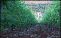 Cantina Gabriele  Winery Image