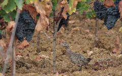 Fanti  Pheasant in the vineyard Winery Image