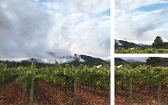 Patent Wines Scenes from the Vineyard Winery Image