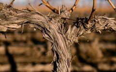 Quilceda Creek Quilceda Creek ’ s Mach One Vineyard Winery Image