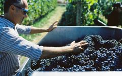 Ziobaffa Sustainability Program Winery Image