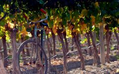 Susana Balbo Susana Balbo Winery Vineyard Winery Image