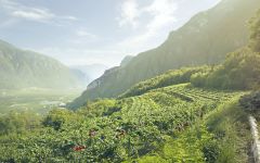 Ferrari Mountainside Vineyards of Ferrari Trento Winery Image