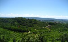 Nino Franco Hillside Vineyards in Valdobbiadene Winery Image