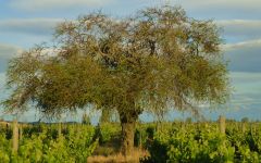 Erasmo  Winery Image