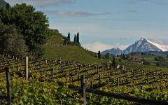 Alois Lageder The Diversity of the Alto Adige Winery Image