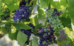 The Calling Veraison Fruit on Vine Winery Image