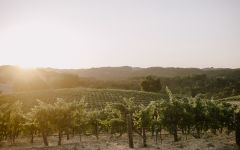 Broadside Paso Robles Vineyard Winery Image