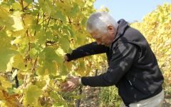 Trimbach Pierre Trimbach, Winemaker Winery Image