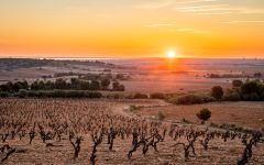 Clot del Pila Clot del Pila Vineyard Winery Image