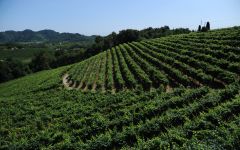 Mionetto Valdobbiadene Vineyards Winery Image
